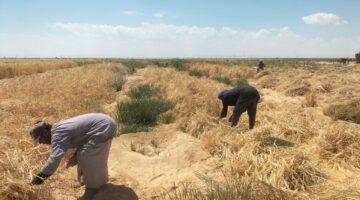 تنمية سيناء.. تمويل 40 مشروعًا زراعيًا جديدًا لتحقيق الأمن الغذائي