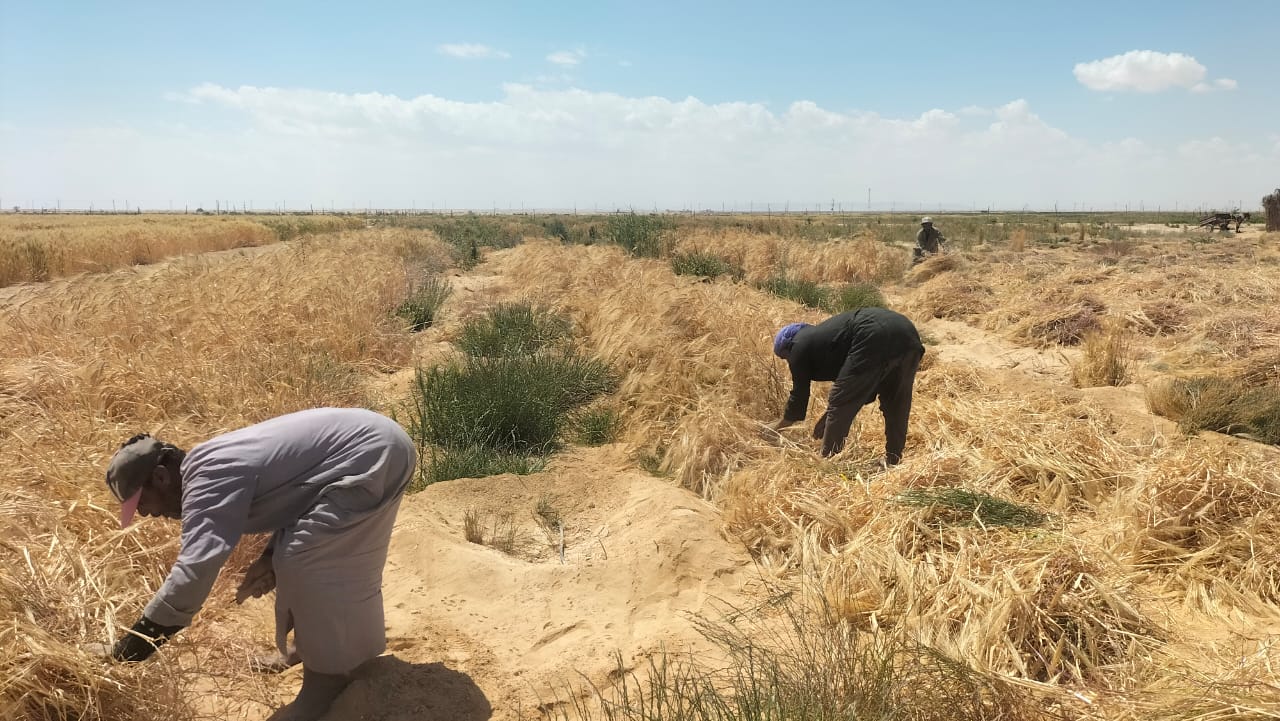 تنمية سيناء.. تمويل 40 مشروعًا زراعيًا جديدًا لتحقيق الأمن الغذائي
