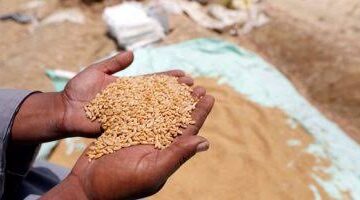 محافظ الغربية يرفع حالة الطوارئ استعدادا لانطلاق موسم توريد القمح بـ23 موقعًا تخزينيا