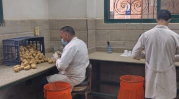 "الزراعة" تتابع عمليات حصاد البطاطس في المناطق الخالية من العفن البني