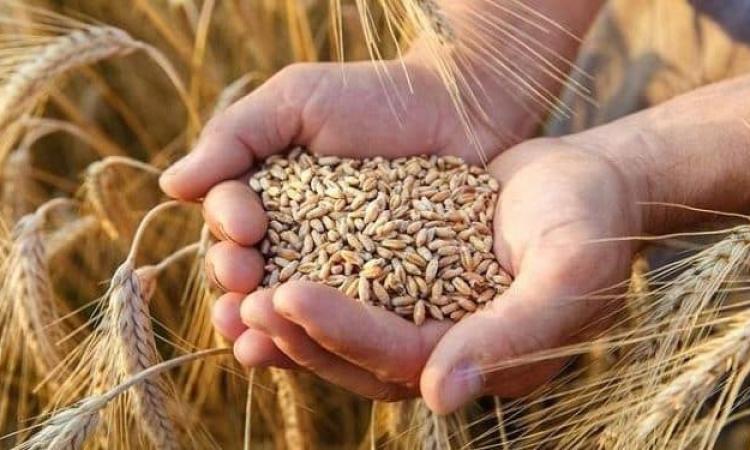 "تموين الفيوم": بدء موسم توريد القمح وارتفاع إنتاجية الفدان إلى 24 أردبا "تموين الفيوم": بدء موسم توريد القمح وارتفاع إنتاجية الفدان إلى 24 أردبا