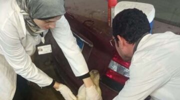 محافظة الإسكندرية تكثف حملات تطعيم كلاب الشوارع ضد السعار