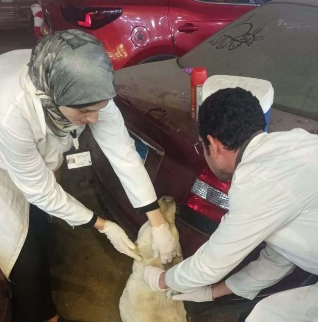 محافظة الإسكندرية تكثف حملات تطعيم كلاب الشوارع ضد السعار