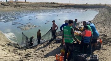 أخبار الوادي الجديد| نجاح باكورة إنتاج مزارع الاستزراع السمكي.. وضبط 160 ألف علبة سجائر مجهولة المصدر
