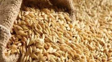 أسعار الأرز الشعير اليوم الإثنين.. بكام الكيلو؟