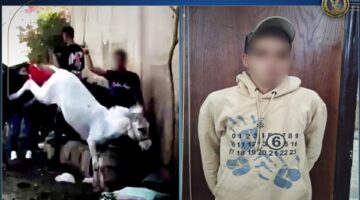 أول تحرك حكومي بشأن فيديو الاعتداء على «حمار الهرم»