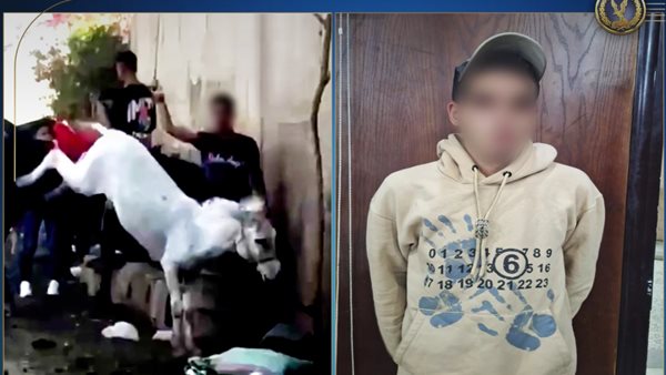 أول تحرك حكومي بشأن فيديو الاعتداء على «حمار الهرم» أول تحرك حكومي بشأن فيديو الاعتداء على «حمار الهرم»