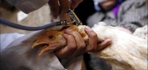 أول وفاة بشرية بإنفلونزا الطيور المكسيك طفلة عمرها 3 سنوات أول وفاة بشرية بإنفلونزا الطيور المكسيك طفلة عمرها 3 سنوات