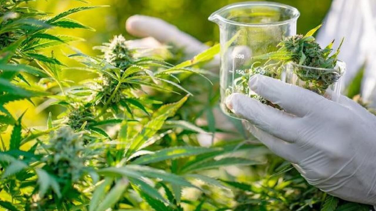 إصدار أول دليل قانوني حول القنب الهندي في المغرب لتبسيط المنظومة القانونية إصدار أول دليل قانوني حول القنب الهندي في المغرب لتبسيط المنظومة القانونية