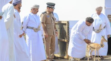 إطلاق 10 رؤوس من الغزال العربي في محمية السليل الطبيعية