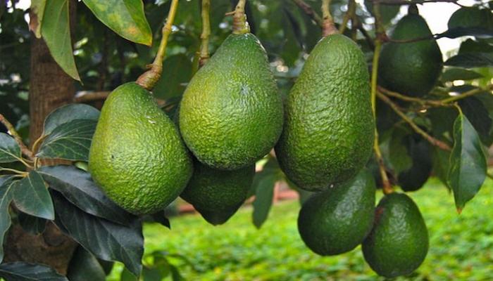 ارتفاع غير مسبوق في صادرات المغرب من الأفوكادو إلى إسبانيا ارتفاع غير مسبوق في صادرات المغرب من الأفوكادو إلى إسبانيا