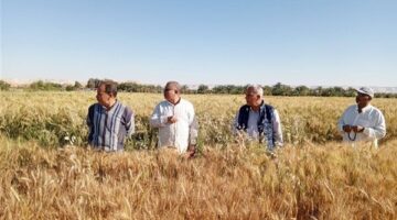“البحوث الزراعية” يعزز التعاون مع القطاع الخاص ويبحث تحديات الإنتاج الزراعي بالصعيد