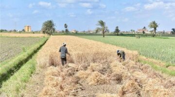 التموين: حوافز للمزارعين لتوريد القمح و 360 طن تم استلامها حتى الآن