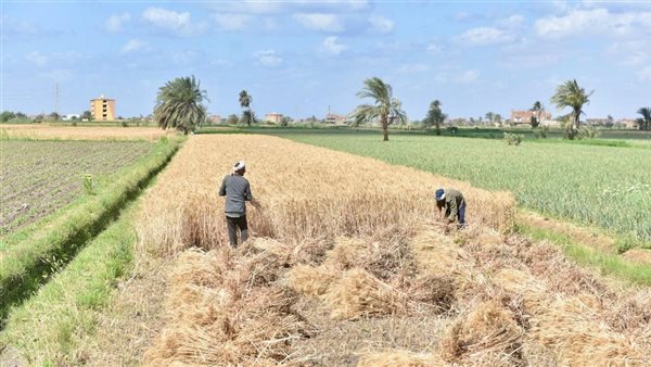 التموين: حوافز للمزارعين لتوريد القمح و 360 طن تم استلامها حتى الآن