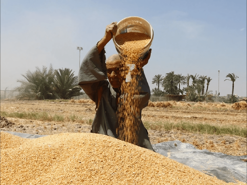 “مستقبل مصر” و”التموين”.. تحالف حكومي لتشجيع توريد القمح المحلي “مستقبل مصر” و”التموين”.. تحالف حكومي لتشجيع توريد القمح المحلي