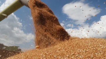 المغرب يستورد 300 ألف طن من القمح الكازاخستاني لتعزيز احتياطياته الغذائية