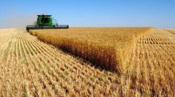 المغرب يطلق خطة استراتيجية لضمان 80% من الاكتفاء الذاتي من الحبوب بحلول 2030