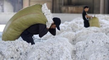 انخفاض الأسعار العالمية يهبط بصادرات القطن 58%