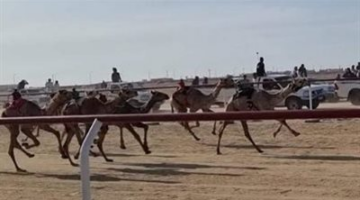 بذكرى تحرير سيناء.. انطلاق مهرجان الهجن بمدينة العريش