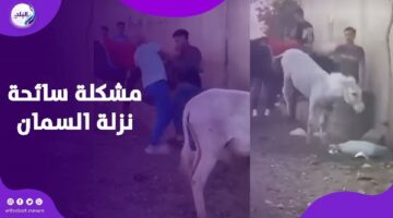 بسبب حمار .. سائحة تضرب شابا في نزلة السمان| فيديوجراف