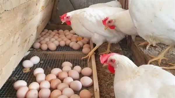 بكام كيلو الفراخ النهاردة؟.. أسعار الدواجن والبيض في الأسواق اليوم بكام كيلو الفراخ النهاردة؟.. أسعار الدواجن والبيض في الأسواق اليوم