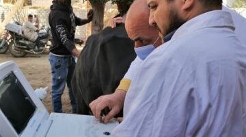 بيطرى المنيا: تقديم خدمات لأكثر من 41 ألف رأس ماشية