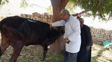 بيطري المنيا: تقديم خدمات لـ41 ألف رأس ماشية لتحسين السلالات وتعزيز الأمن الغذائي