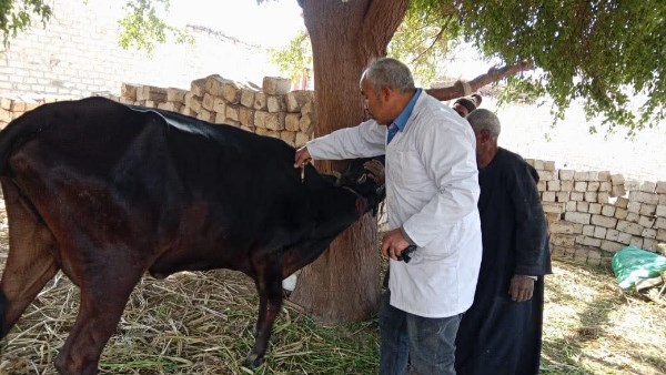 بيطري المنيا: تقديم خدمات لـ41 ألف رأس ماشية لتحسين السلالات وتعزيز الأمن الغذائي بيطري المنيا: تقديم خدمات لـ41 ألف رأس ماشية لتحسين السلالات وتعزيز الأمن الغذائي