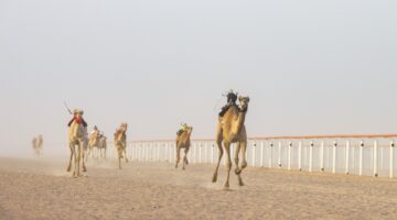 تكريم الفائزين في سباق الهجن بولاية هيماء