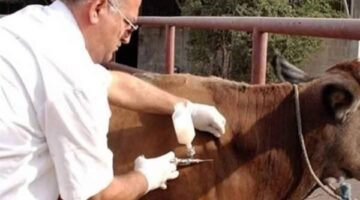 تنفيذ حملات التحصين والرقابة البيطرية الشاملة بالبحيرة