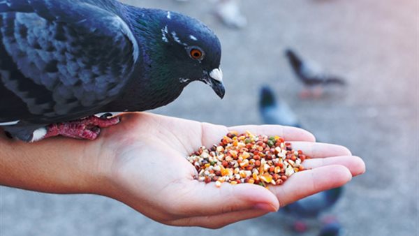 جريمة إطعام الحمام والكعب العالي.. 6 قوانين غريبة تحكم الحياة حول العالم جريمة إطعام الحمام والكعب العالي.. 6 قوانين غريبة تحكم الحياة حول العالم