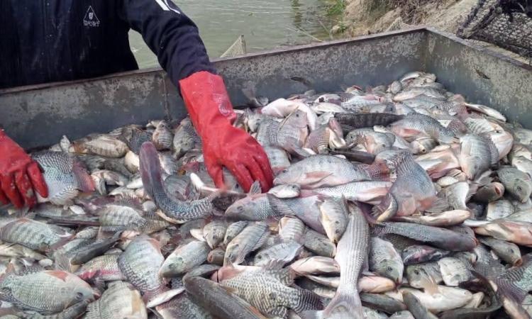 جهاز حماية وتنمية البحيرات يواصل أعمال الصيد فى عدد من المواقع الإنتاجية