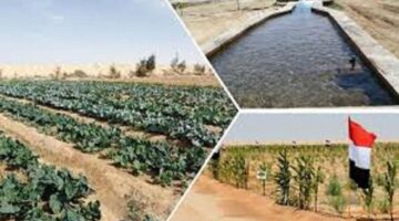 د. عماد راشد: مركز بحوث الصحراء يواصل جهود التنمية الزراعية في سيناء