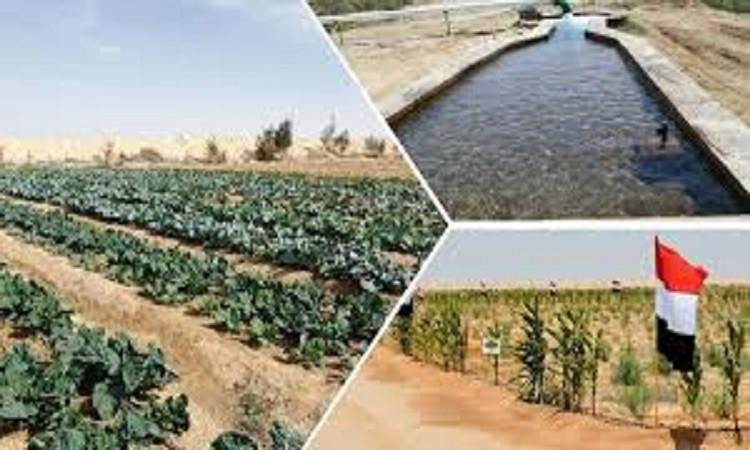 د. عماد راشد: مركز بحوث الصحراء يواصل جهود التنمية الزراعية في سيناء د. عماد راشد: مركز بحوث الصحراء يواصل جهود التنمية الزراعية في سيناء