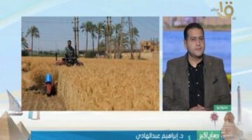 د.عبد الهادي: مصر تعزز إنتاج القمح ببذور متطورة وتقنيات تخزين حديثة