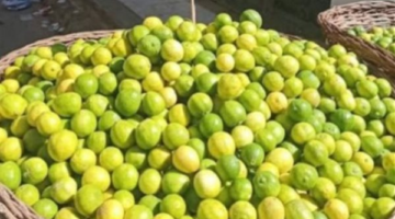 شعبة الخضروات توضح أسباب ارتفاع أسعار الليمون (فيديو)