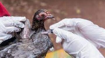 ظهور فيروس إنفلونزا الطيور بمزرعة دواجن في ليبيريا