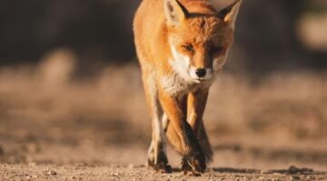 العثور على ثعلب داخل مركز لعلاج الإدمان بجامعة الزقازيق