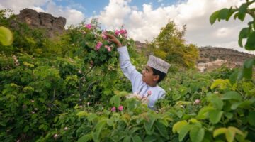 غدًا.. بدءُ فعاليات “ربيع الجبل” بولاية الجبل الأخضر تزامنًا مع موسم حصاد الورد
