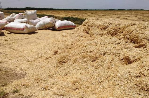 نقيب الفلاحين: ارتفاع أسعار التبن لا تبشر بالخير.. وأطالب بوقف تصديره
