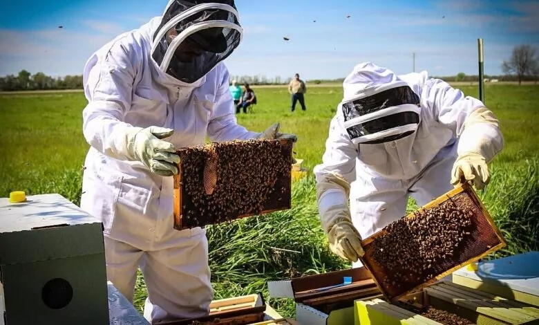 قطاع تربية النحل في المغرب يواجه خطر الانقراض..دعوات عاجلة للتدخل الحكومي قطاع تربية النحل في المغرب يواجه خطر الانقراض..دعوات عاجلة للتدخل الحكومي