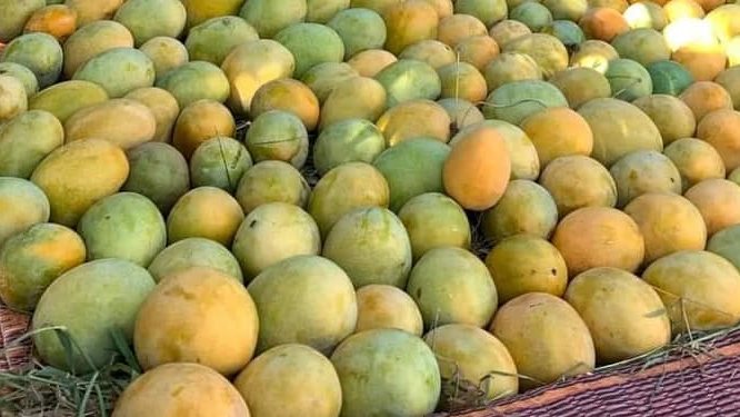 لزيادة إنتاجيتها.. أهم التوصيات لمزارعي المانجو الواجب مراعاتها الفترة المقبلة لزيادة إنتاجيتها.. أهم التوصيات لمزارعي المانجو الواجب مراعاتها الفترة المقبلة