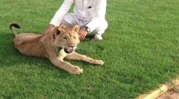 ما حكم تربية الحيوانات المفترسة في المنزل ؟