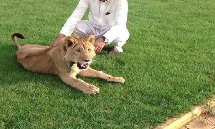 ما حكم تربية الحيوانات المفترسة في المنزل ؟ ما حكم تربية الحيوانات المفترسة في المنزل ؟