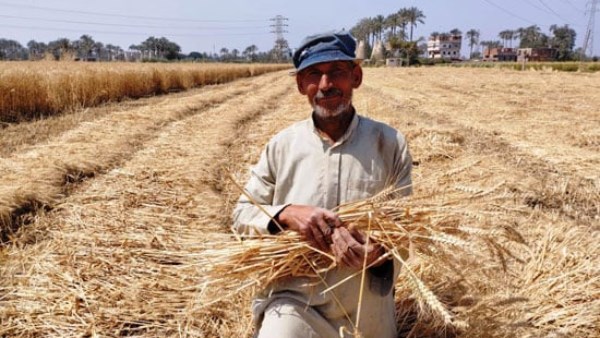 محافظ أسوان يعطي إشارة بدء موسم حصاد القمح ويتابع تعريفة الركوب الجديدة محافظ أسوان يعطي إشارة بدء موسم حصاد القمح ويتابع تعريفة الركوب الجديدة