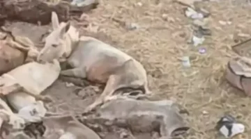 مخصصة لإطعام أسود السيرك.. مصدر يكشف تفاصيل تداول فيديو لذبح الحمير بشبين الكوم |بث مباشر