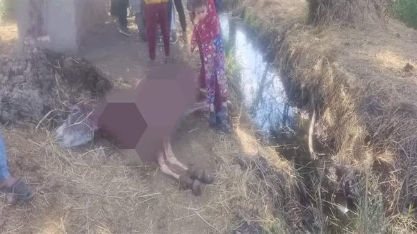 مخصصة لإطعام الاسود .. مصدر يكشف حقيقة ذبح الحمير في المنوفية