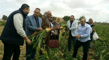 مدير العامرية الزراعية: مدارس حقلية لمزارعي البنجر من البذر حتى الحصاد والتوريد| فيديو وصور