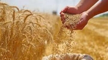 مدير تموين الفيوم: المحافظة تستعد لموسم توريد القمح ٢٠٢٥  