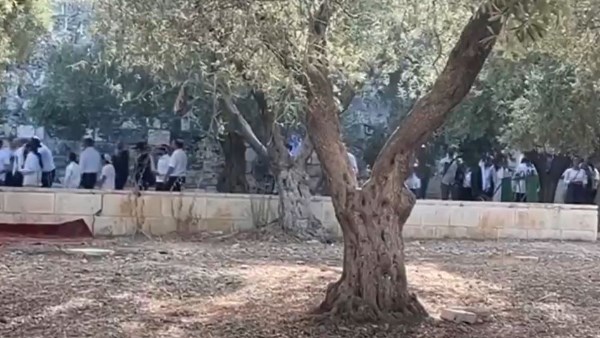 مستوطنون يقتحمون باحات الأقصى بحماية قوات الاحتلال مستوطنون يقتحمون باحات الأقصى بحماية قوات الاحتلال